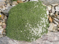 /album/fotogalerie-nabidka/arenaria-alfacariensis-jpg/